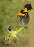 PAINT BY STICKER: BIRDS -WORKMAN